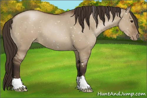 Horse Color:Gray Grullo Pearl Appaloosa 