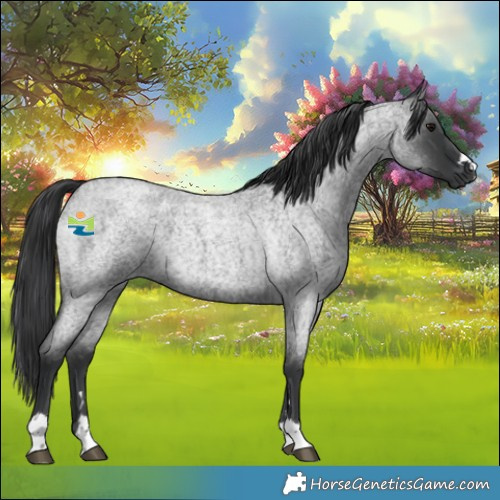 Horse Color:Blue Roan 