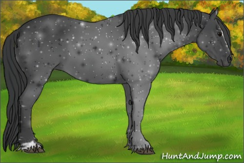 Horse Color:Black Sabino 