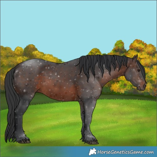 Horse Color:Brown 
