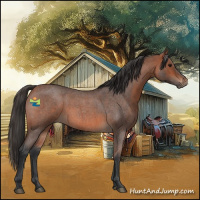 Horse Color:Bay Roan 