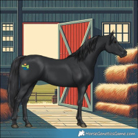 Horse Color:Black 