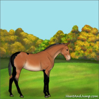 Horse Color:Bay Tobiano 