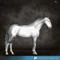 Horse Color:Gray Brown Sabino Frame Rabicano 
