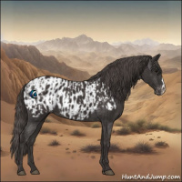 Horse Color:Smoky Black  and Smoky Black Blanket 
