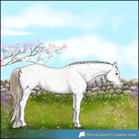 Horse Color:Liver Chestnut Sabino Splash Appaloosa 