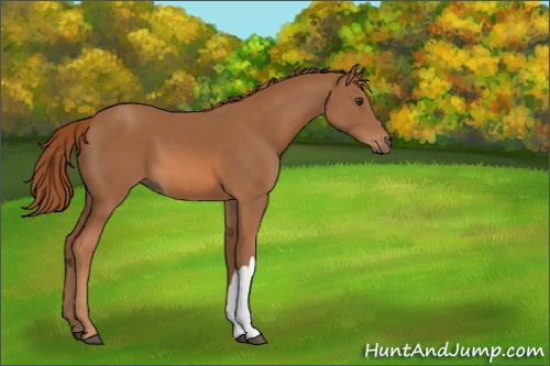 Horse Color:Chestnut 