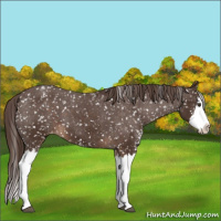 Horse Color:Liver Chestnut Sabino Splash Appaloosa