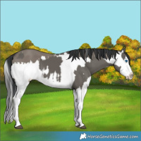 Horse Color:Grullo Sabino Splash and Grullo Sabino Splash
