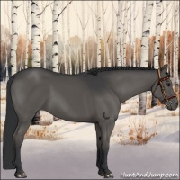 Horse Color:Black 