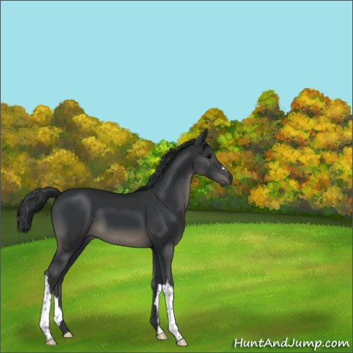 Horse Color:Black 