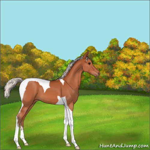 Horse Color:Silver Bay Tobiano 