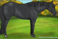 Horse Color:Black 