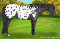 Horse Color:Black Blanket 