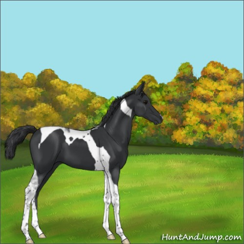 Horse Color:Black Tobiano 