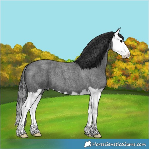 Horse Color:Blue Roan Splash 