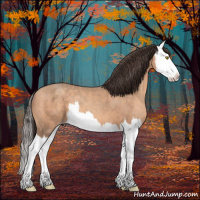 Horse Color:Amber Champagne Splash 