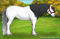 Horse Color:Bay Chinchilla Splash 