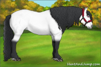 Horse Color:Bay Chinchilla 