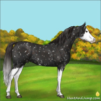 Horse Color:Liver Chestnut Sabino Splash Snowflake Varnish