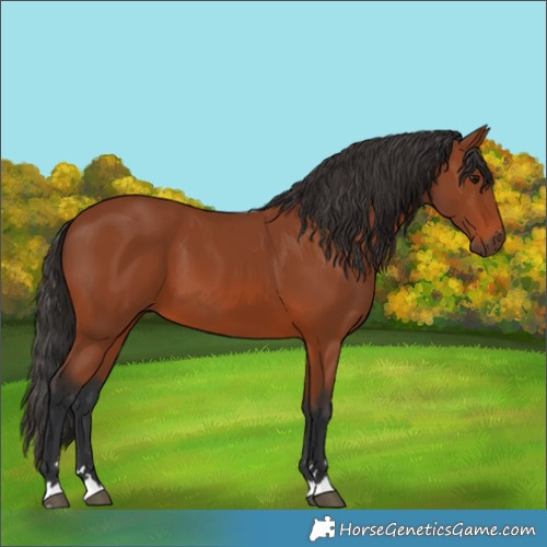 Horse Color:Bay 
