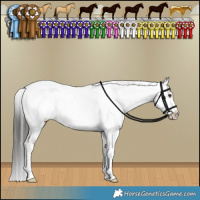 Horse Color:Liver Red Dun Appaloosa Brindle