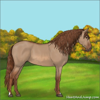 Horse Color:Red Dun 