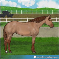 Horse Color:Red Dun 