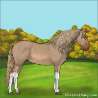 Horse Color:Red Dun 
