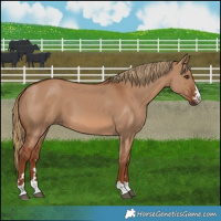 Horse Color:Red Dun 