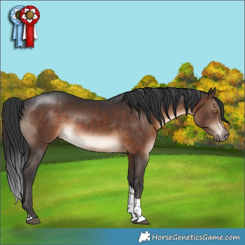 Horse Color:Brown Tobiano 