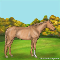 Horse Color:Chestnut Rabicano 