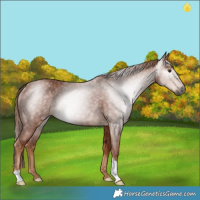 Horse Color:Gray Chestnut Rabicano 