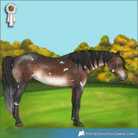Horse Color:White Spotted Brown 