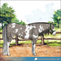 Horse Color:White Spotted Grullo Sabino Splash Appaloosa 