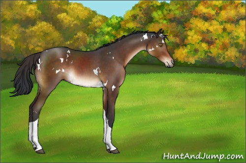 Horse Color:White Spotted Brown Tobiano 