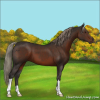 Horse Color:Liver Chestnut Mushroom 