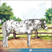 Horse Color:White Spotted Silver Smoky Black Sabino Splash Appaloosa 