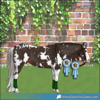 Horse Color:White Spotted Liver Chestnut Sabino Splash Varnish 