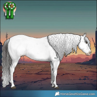 Horse Color:Liver Chestnut Sabino Appaloosa 