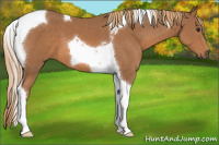 Horse Color:Chestnut Sabino Tobiano 