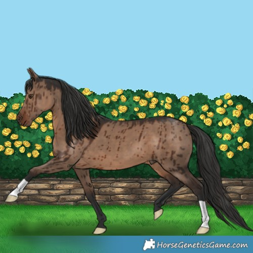 Horse Color:Liver Red Dun Brindle 