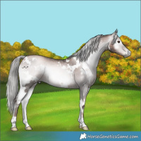 Horse Color:Gray Platinum White Spotted Liver Red Onyx Pearl Rabicano 