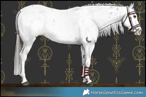 Horse Color:Liver Chestnut Sabino Splash Appaloosa 