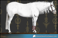 Horse Color:Liver Chestnut Sabino Splash Snowcap 
