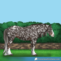 Horse Color:Liver Chestnut Sabino Splash Appaloosa 