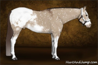 Horse Color:Liver Red Dun Sabino Splash Frame Appaloosa 