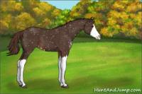 Horse Color:Liver Chestnut Sabino Splash Snowflake Varnish