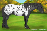 Horse Color:Black Appaloosa 