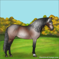 Horse Color:Gray Bay 
